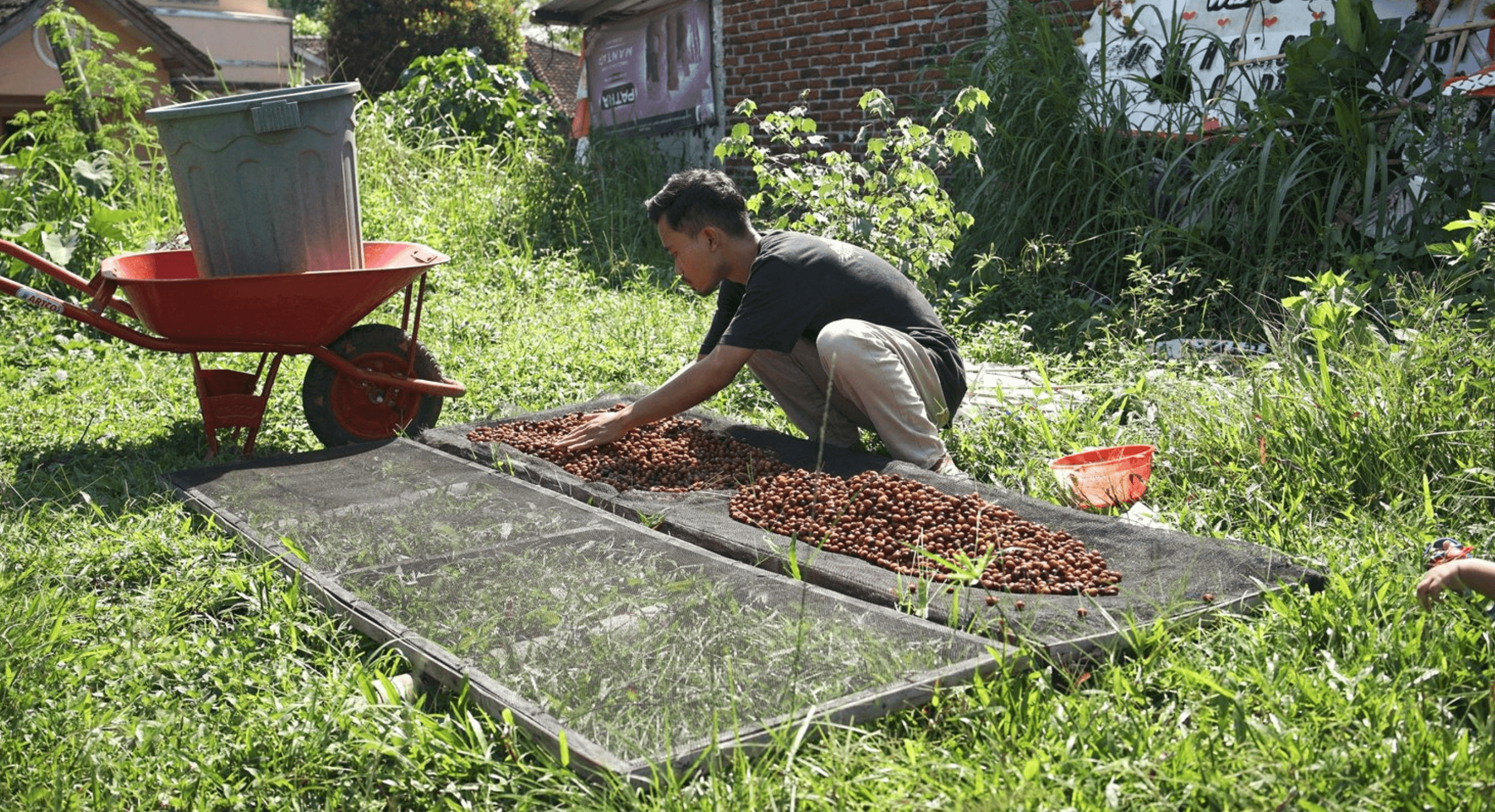 drogen van de koffiebonen